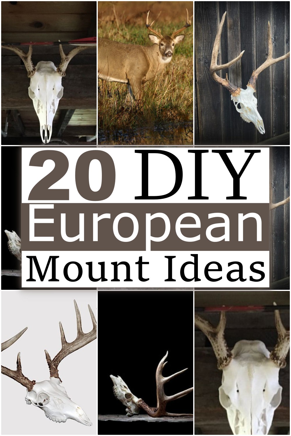 DIY European Mount Ideas