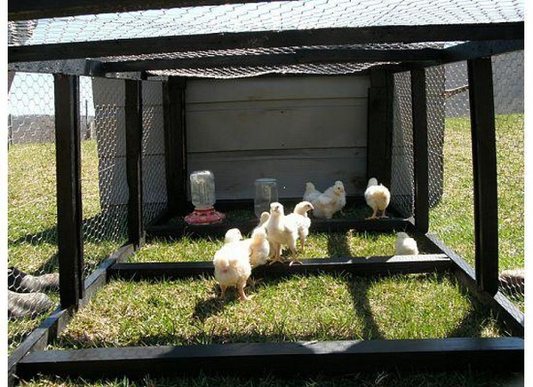 Chicken Tractor For Laying Hens