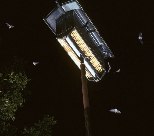 How To Attract Bats To Your Backyard