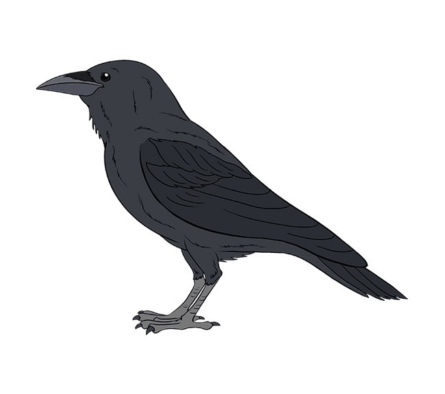 Draw A Raven