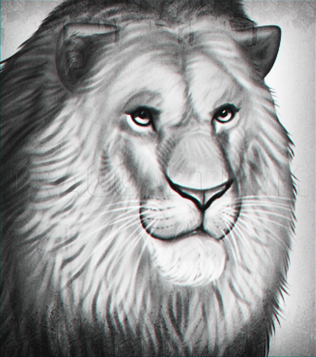 Drawing A Realistic Lion