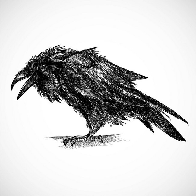 Hand Draw Raven Sketch Design