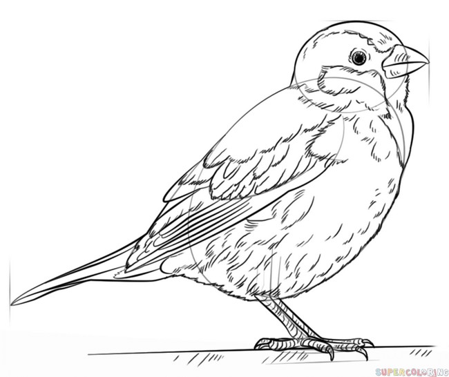 How To make A House bird sketch 
