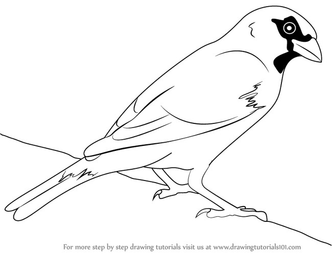 How To Draw A House Sparrow