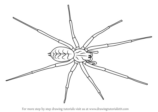How To Draw A House Spider