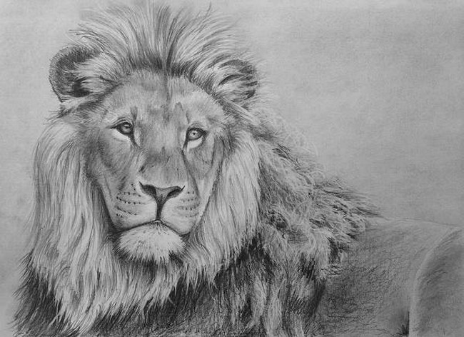 How To Draw A Lion In Pencil