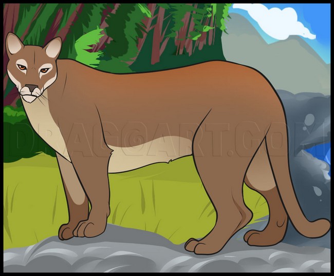 How To Draw A Mountain Lion