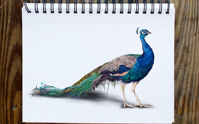  How To Draw A Peacock 4