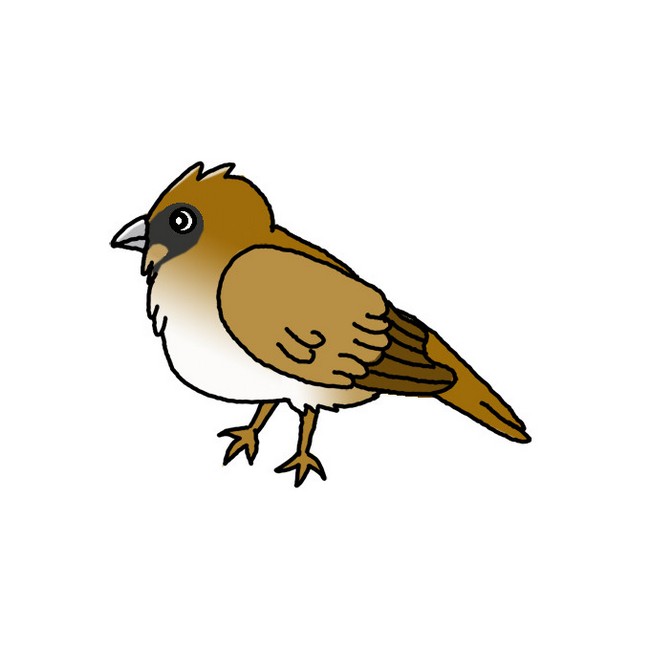 How To Draw A Sparrow 2