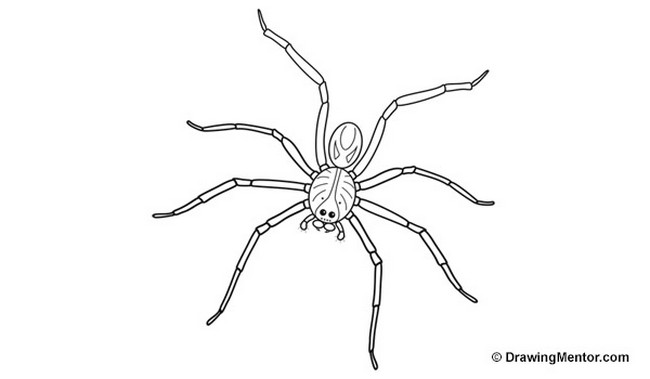 How To Draw A Spider 1