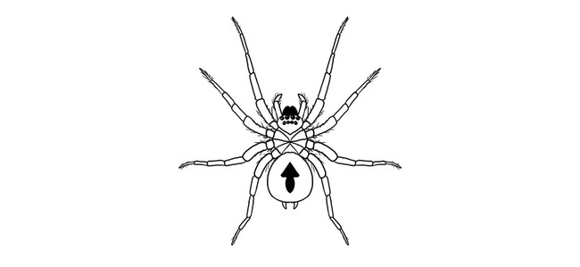 How To Draw A Spider, Step By Step