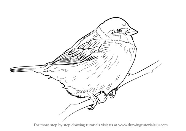 How To Draw A Tree Sparrow