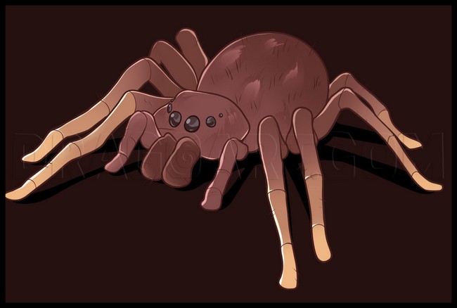 How To Draw An Easy Spider