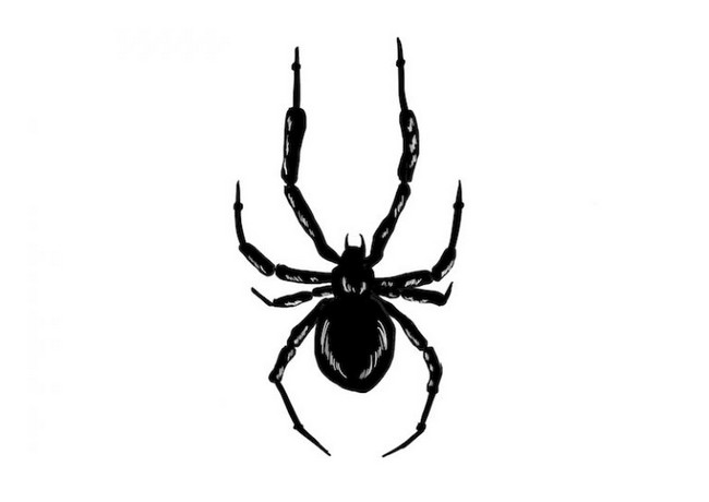 Learn How To Draw A Spider In Just 6 Steps
