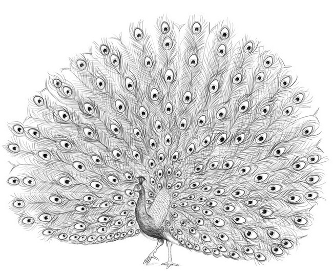  Peacock Drawing Simple