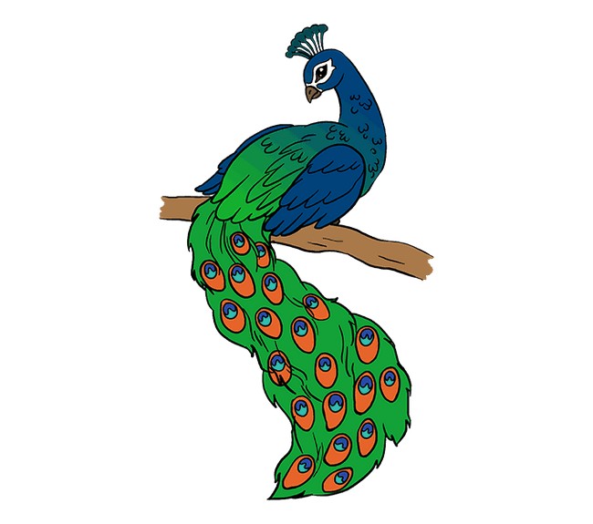  Peacock Drawing
