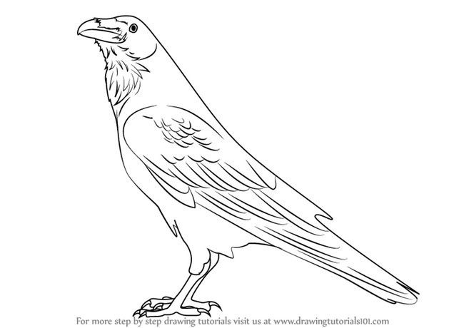 Raven Drawing Head