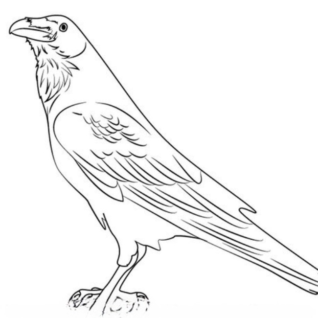 Raven Head Drawing