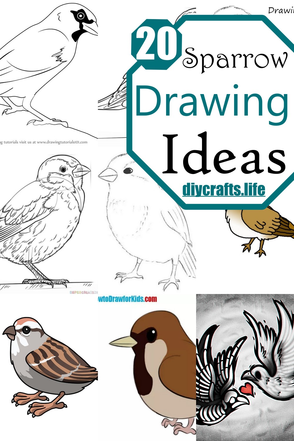 Sparrow Drawing Ideas