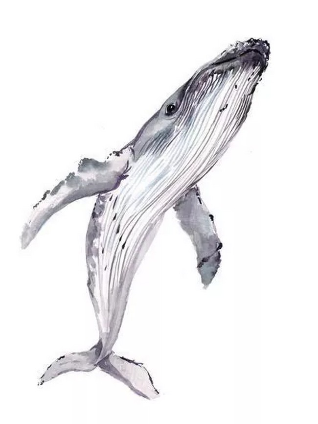 5 Step Whale Drawing