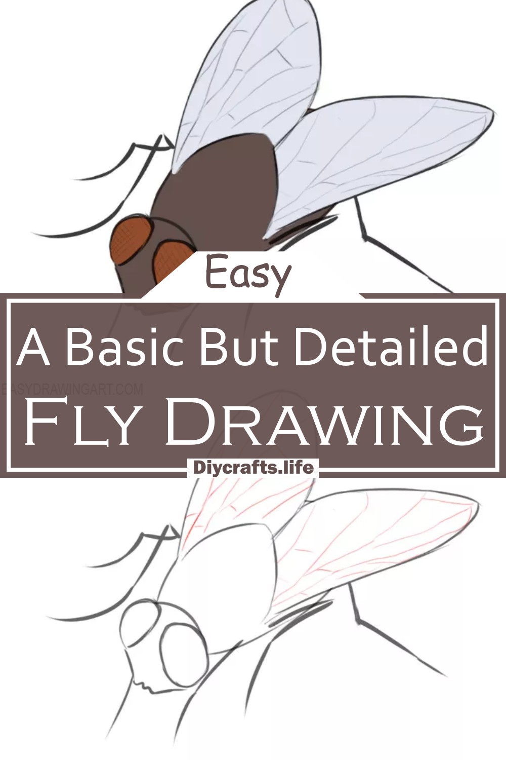 A Basic But Detailed Fly Drawing