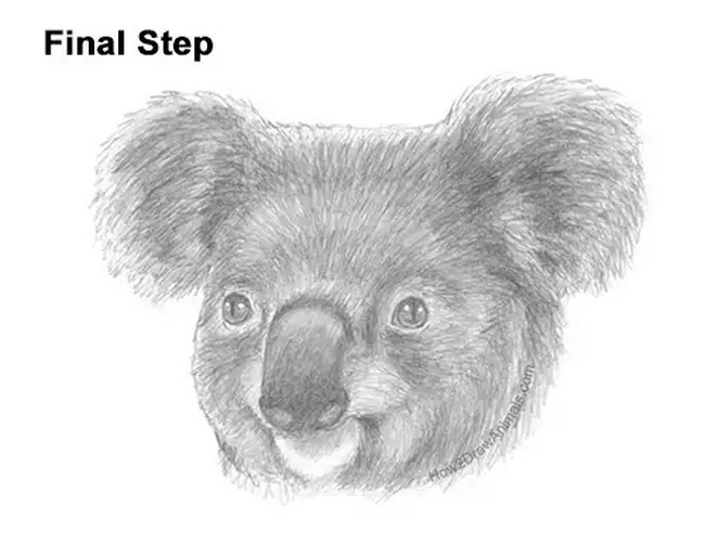 A Realistic Koala Head Portrait