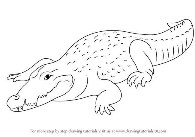 A Step-by-step Drawing Of A Crocodile
