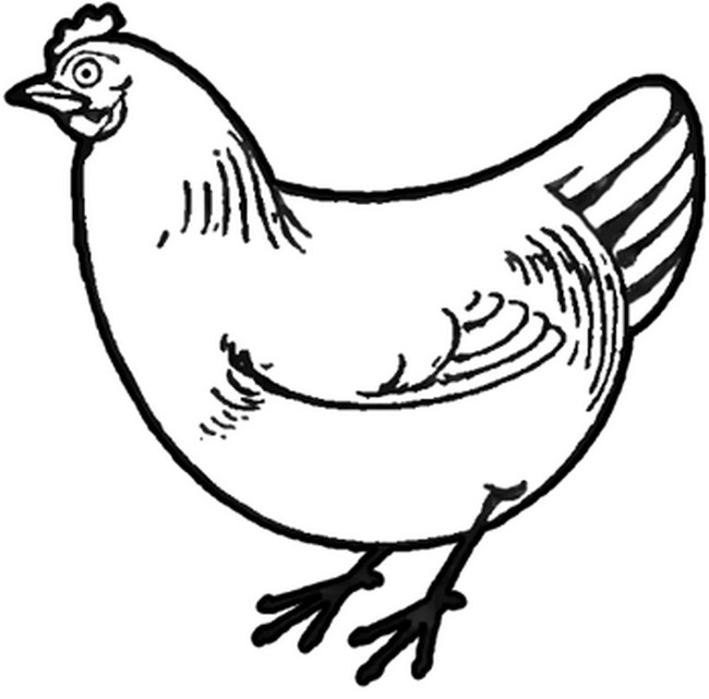 Chicken Drawing for Beginners