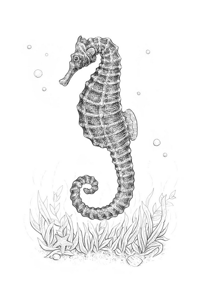 Detailed Seahorse Sketch