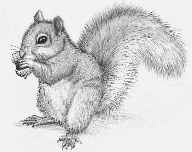 Detailed Squirrel Sketch