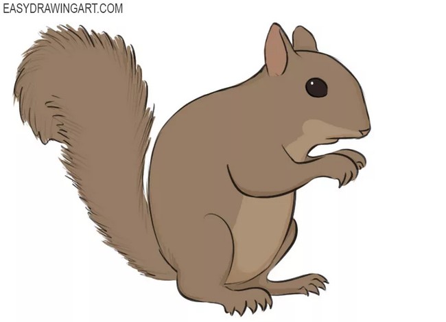 Draw A Squirrel