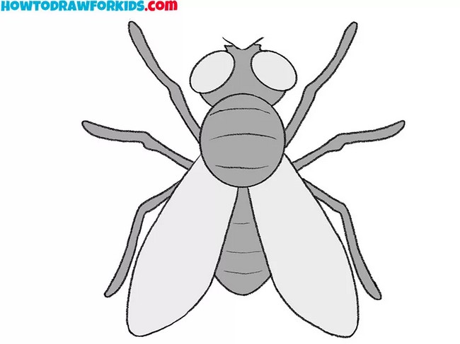 Easy Draw A Fly