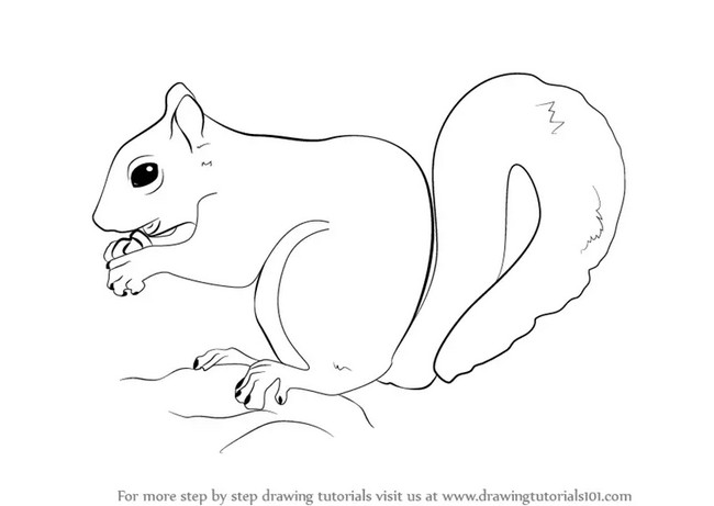 Easy Draw A Squirrel