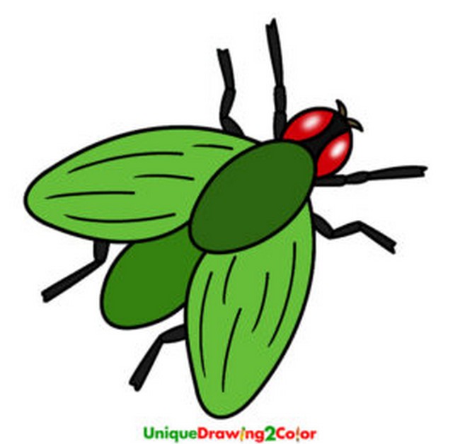 Easy How To Draw A Fly