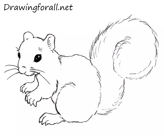 Easy How To Draw A Squirrel