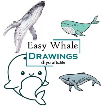 Easy Whale Drawings 1