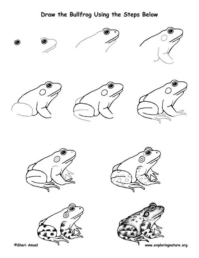 How to Draw a Poison Dart Frog Easy - Terrarium Station-saigonsouth.com.vn
