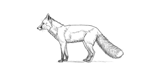 Furry Fox Sketch
