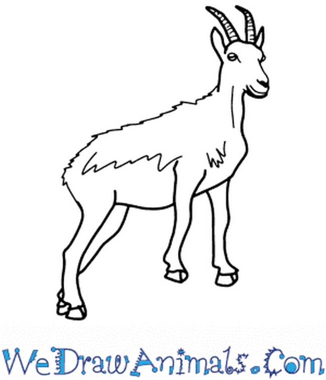 Goat Drawing Guide