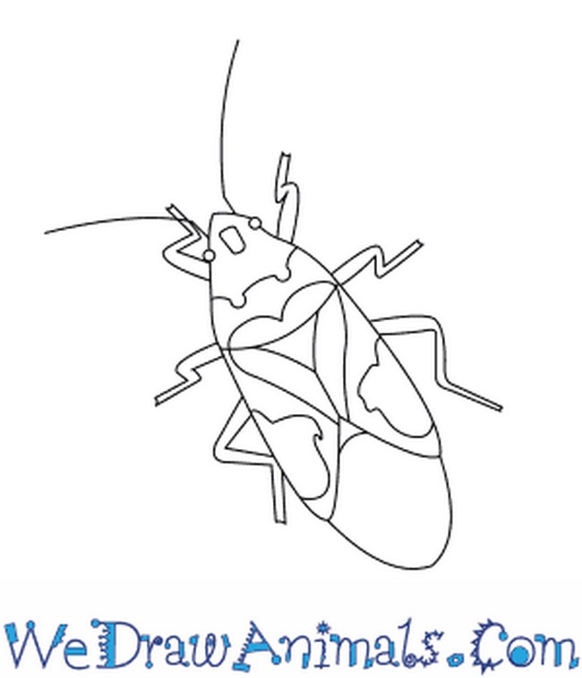 Harlequin Bug Drawing