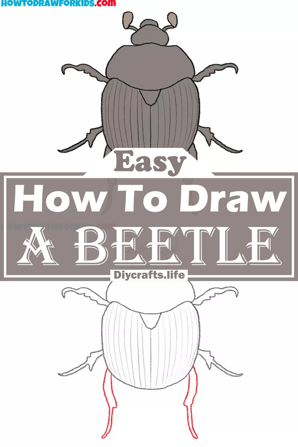How To Draw A Beetle