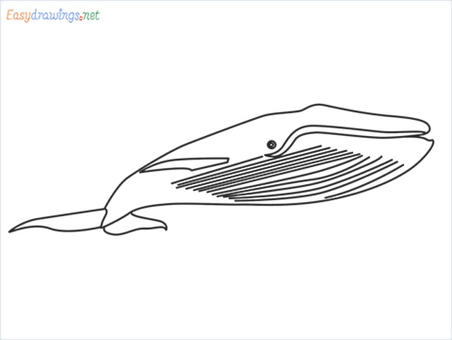 How To Draw A Blue Whale