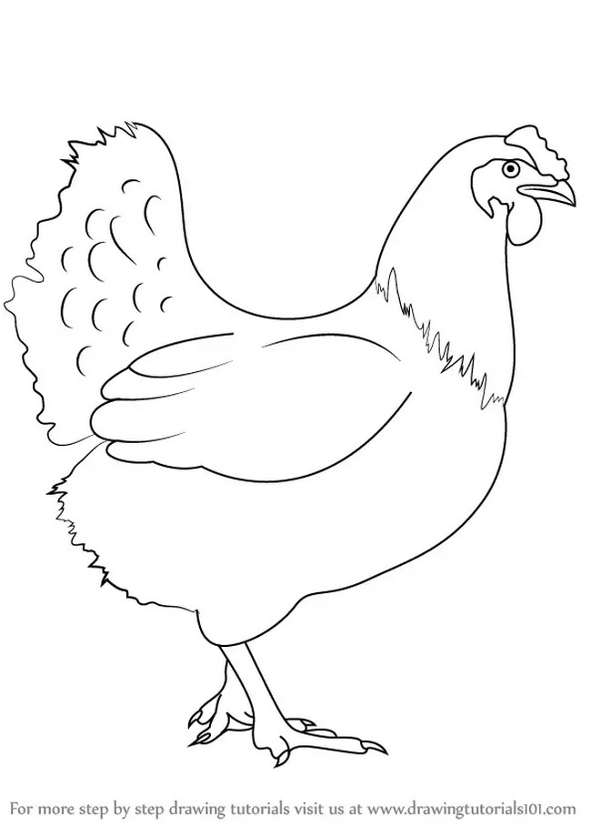 How To Draw A Chicken 1