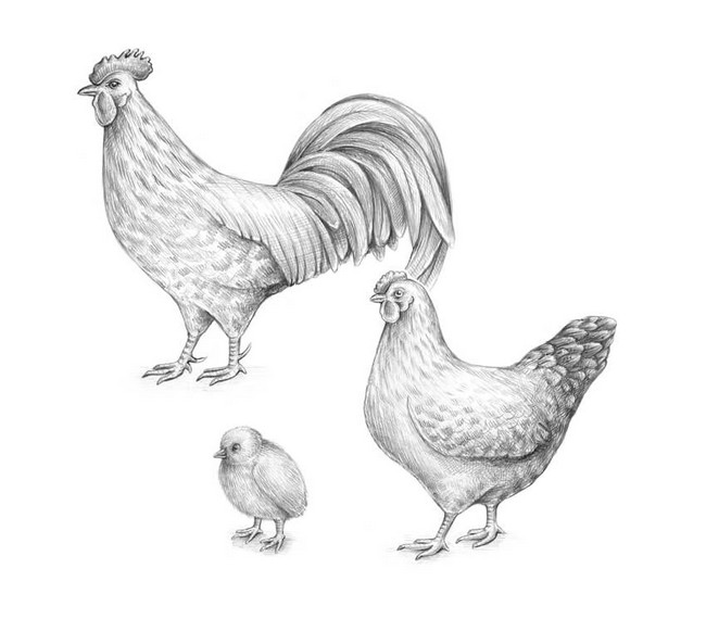 How To Draw A Chicken And A Rooster