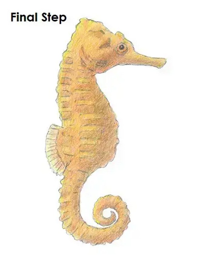 How To Draw A Detailed Seahorse