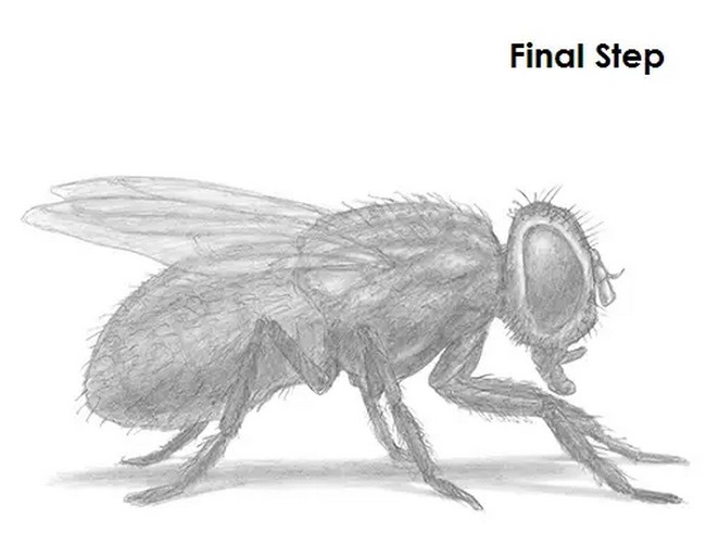 How To Draw A Fly 1