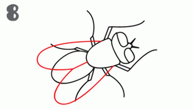 How To Draw A Fly