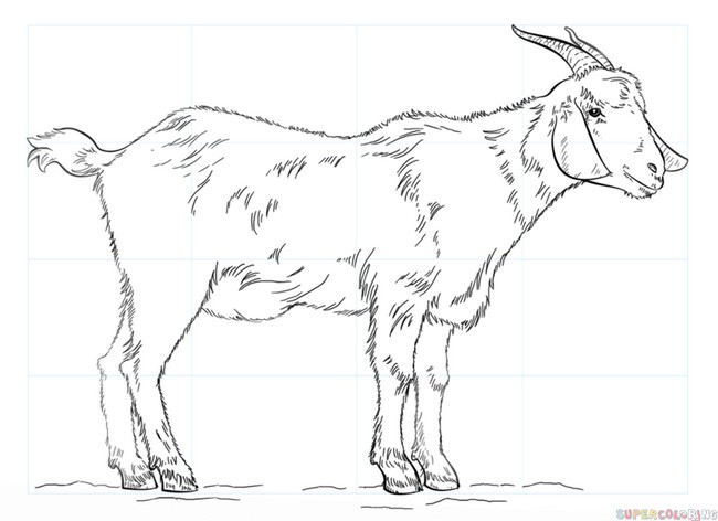 How To Draw A Goat Traditional Drawing Style
