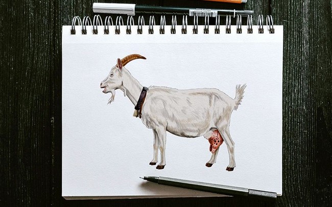 How To Draw A Goat 