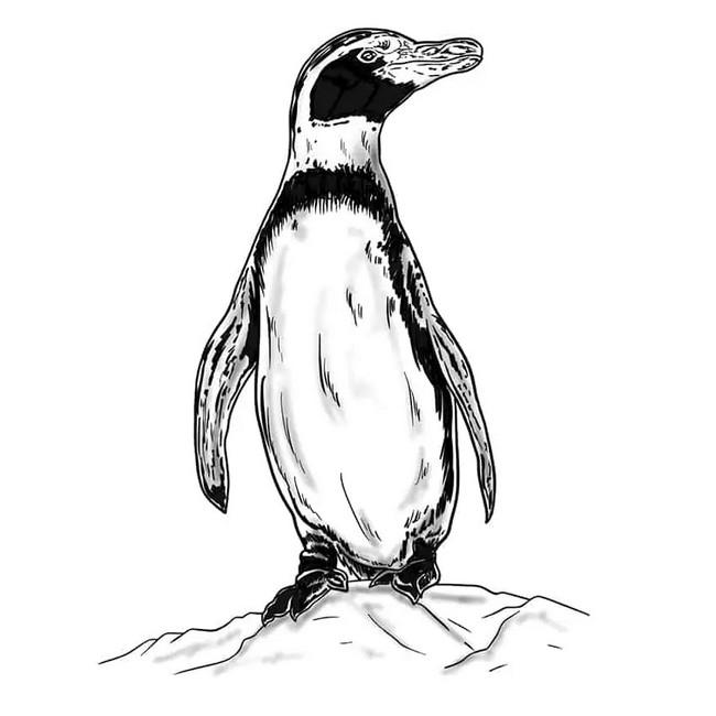 How To Draw A Penguin